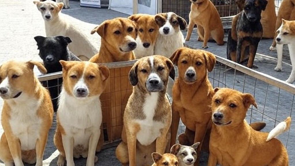 Cabo Frio promove feira de adoção animal para incentivar responsabilidade social
