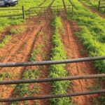 Viatura policial em operação contra furto de gado em fazenda no Distrito Federal.