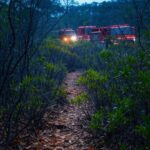 Mata densa no DF com veículos de bombeiros em operação de resgate, estilo fotojornalístico.