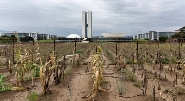 Horta urbana negligenciada no Distrito Federal, com plantas murchas e estruturas danificadas, destacando falhas na agricultura urbana.