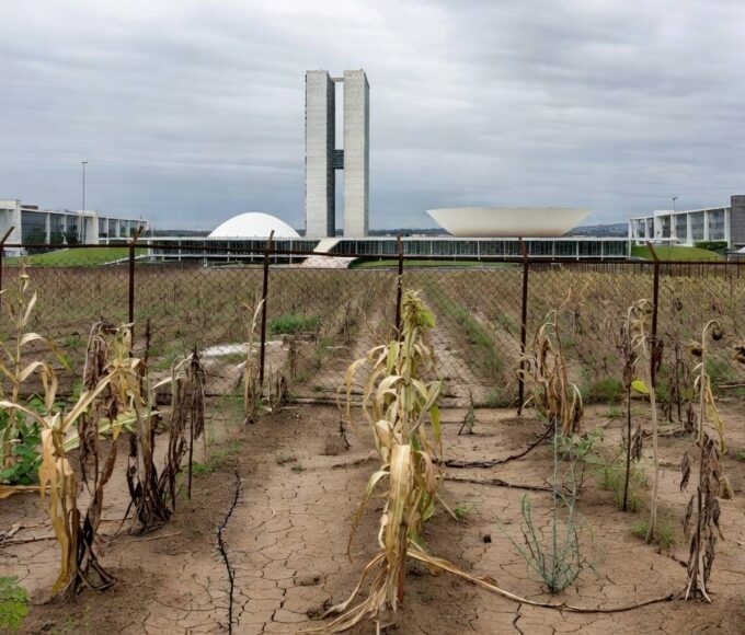 Horta urbana negligenciada no Distrito Federal, com plantas murchas e estruturas danificadas, destacando falhas na agricultura urbana.