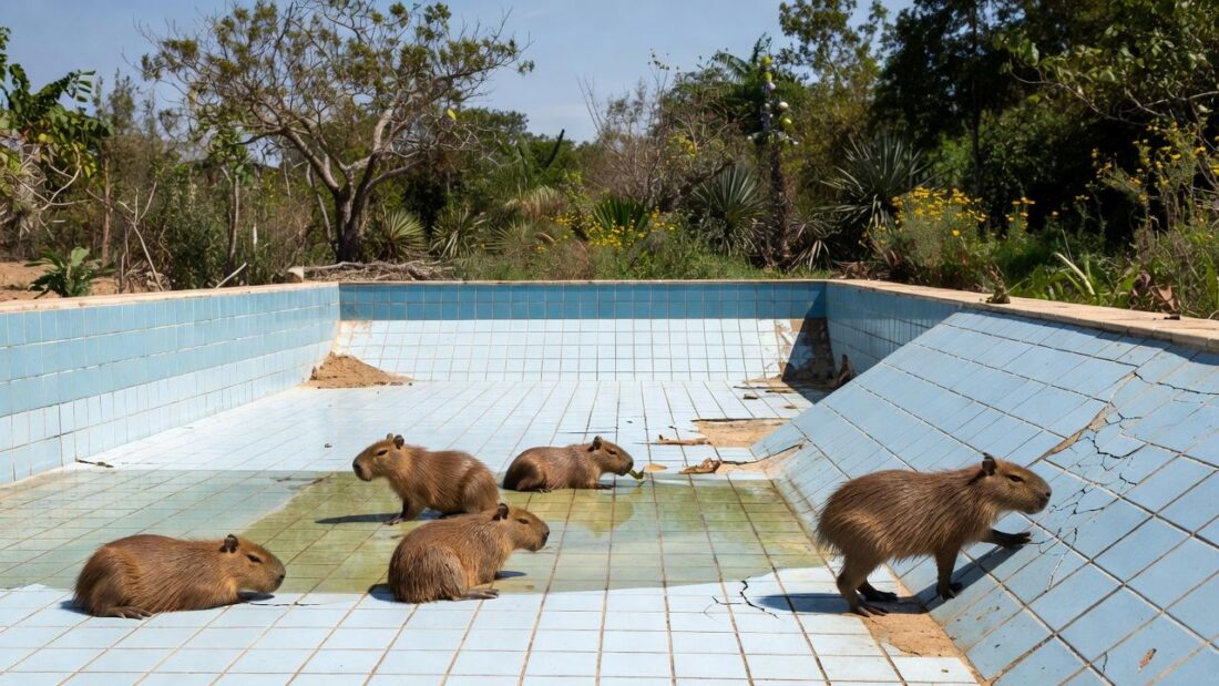Filhotes de capivara resgatados de piscina vazia no Lago Norte, Brasília