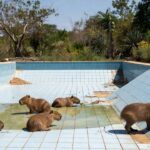 Filhotes de capivara resgatados de piscina vazia no Lago Norte, Brasília