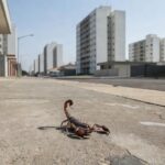 Criança picada por escorpião estava internada desde 12 de junho (foto: Material cedido ao Correio) - Foto: Scorpiology/Reprodução