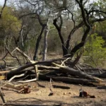 Área de desmatamento irregular em Arniqueiras com motosserras apreendidas pela PMDF