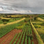 Paisagem do Cerrado com agropecuária sustentável e preservação ambiental